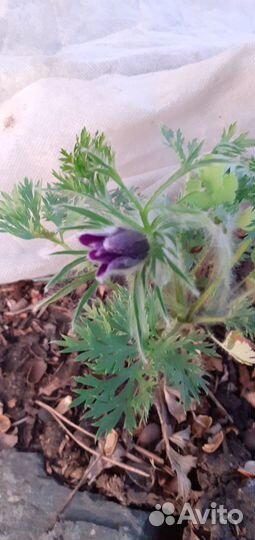 Прострел (сон-трава)