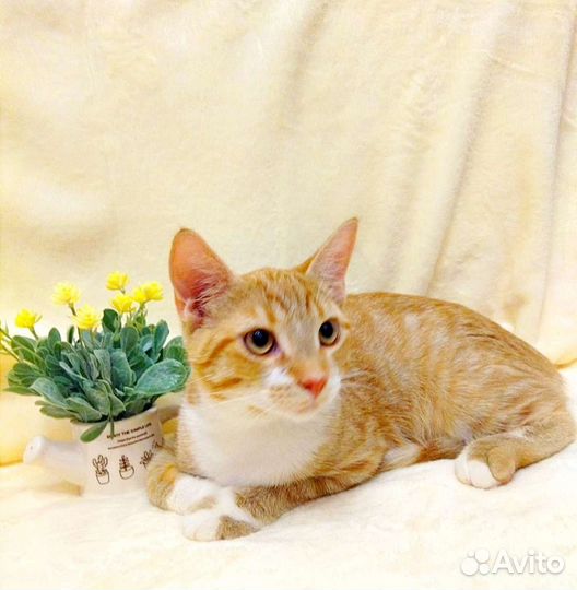 Рыжее счастье ищет дом