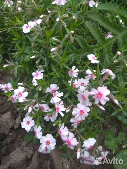 Флокс шиловидный