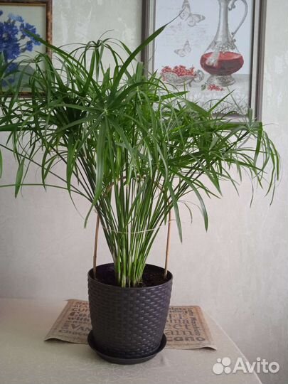 Циперус, хойя