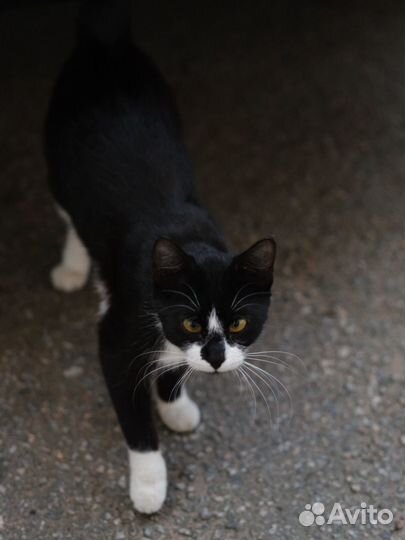 Малышка Капелька (кошка)