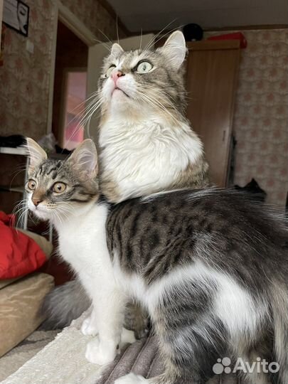 Котенок