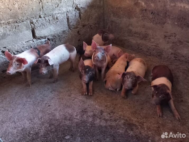 Месячные поросята