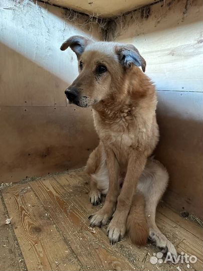 Златан из приюта никому не нужен