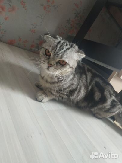 Шотландская вислоухая кошка в добрые руки