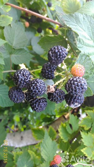 Саженцы малины черноплодной (сорт Кумберленд)