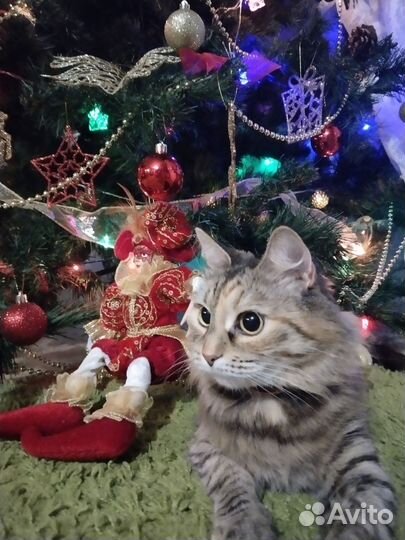 Кошка в дар