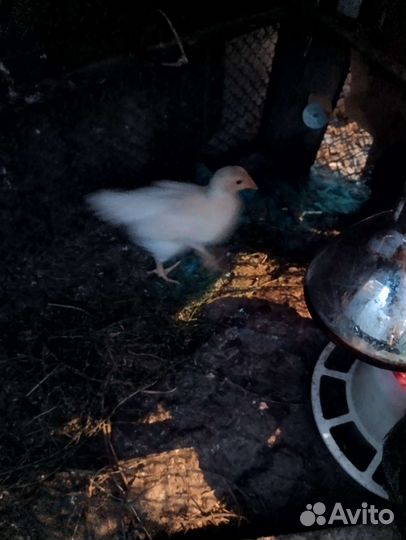 Цыплята (брама)