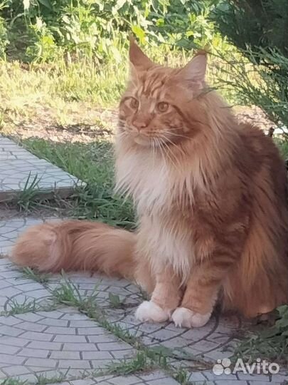 Кот мейн-кун вязка