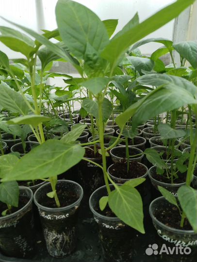 Рассада перца сладкого, томаты, огурцы