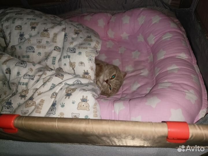 Шотландская вислоухая кошка в добрые руки