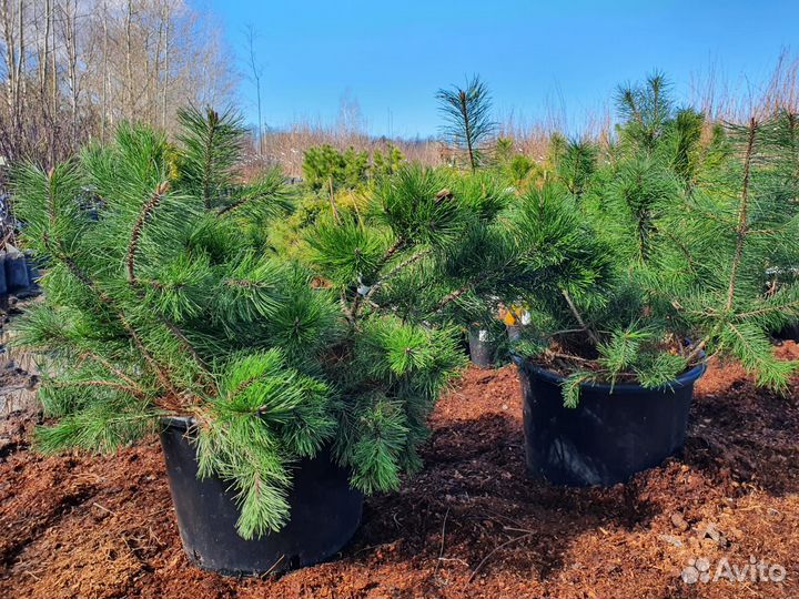 Саженцы хвойных деревьев