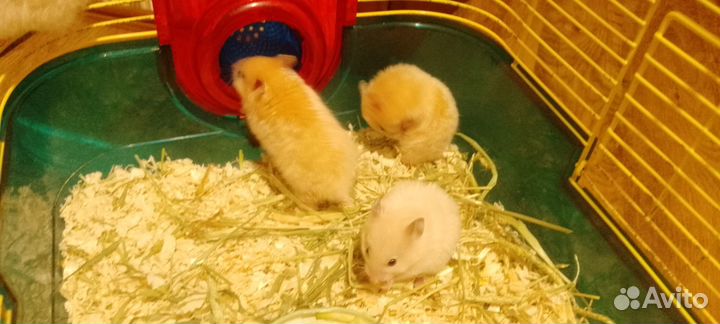 Сирийский хомяк