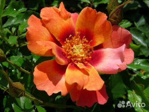 Саженцы розы Бэбилон Флейм Айс