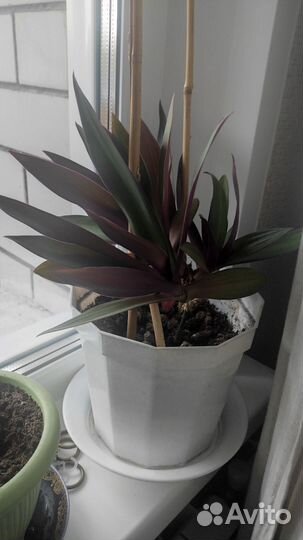 Традесканция