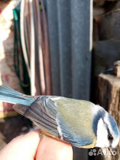 Певчие лесные птицы