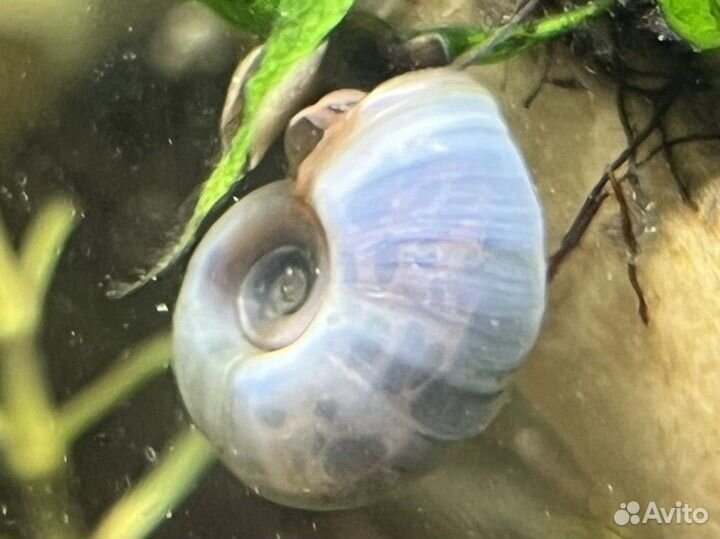 Улитка голубая катушка