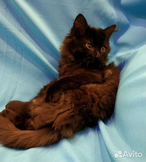 Пушистое чудо