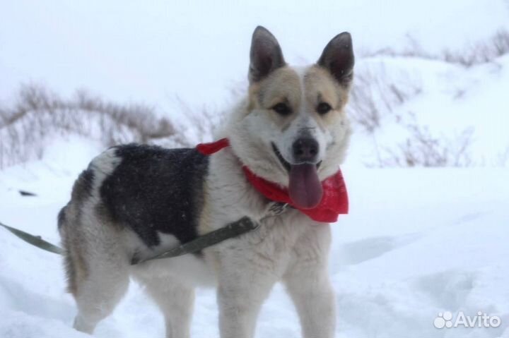 Лишь бы нашёлся человек