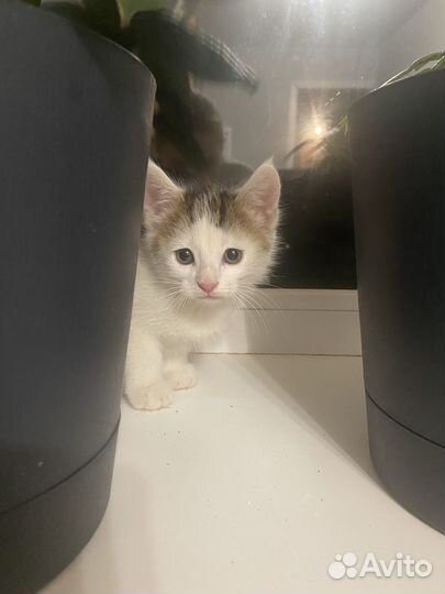 Котенок мальчик