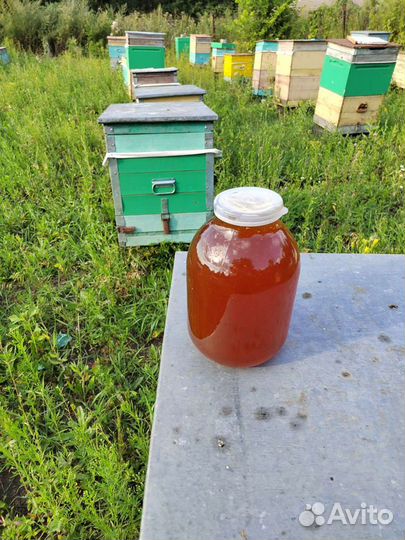 Мёд Черноклён