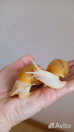 Улитки ахатины бесплатно