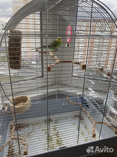 Попугай+ клетка