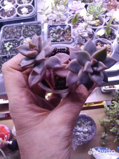 Суккуленты 7