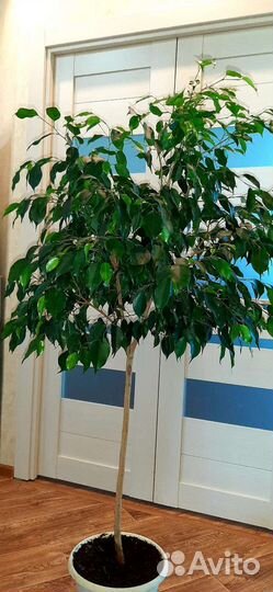 Фикус бенджамина большой