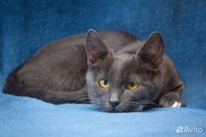 Котик в добрые руки