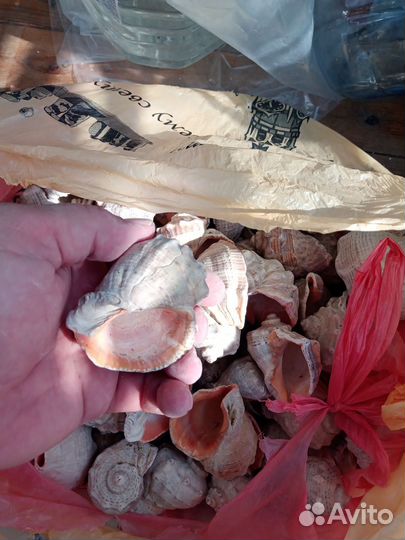 Морские ракушки раковины