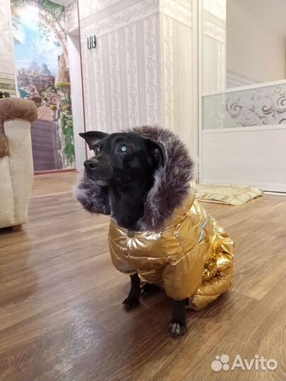 Одежда для собак