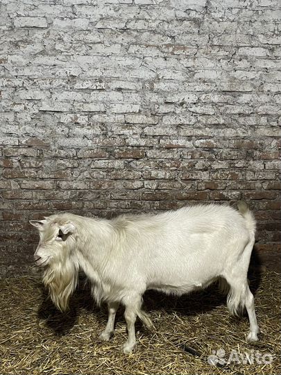 Козел производитель молочного направленя