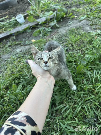 Котята в добрые руки бесплатно