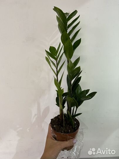 Замиокулкас замифолия