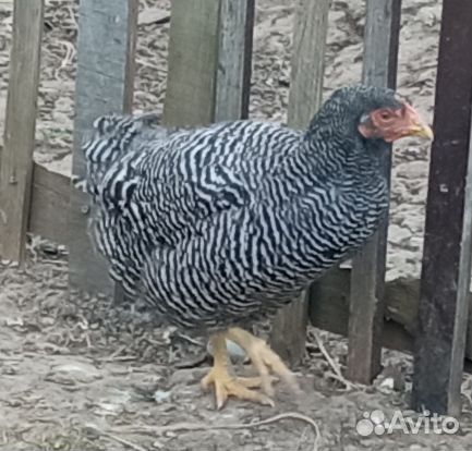 Куры и петухи
