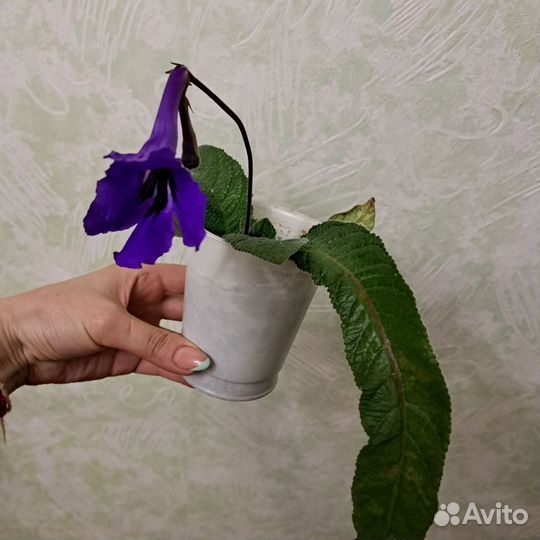 Стрептокарпусы