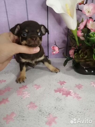 Щенки чихуахуа РКФ