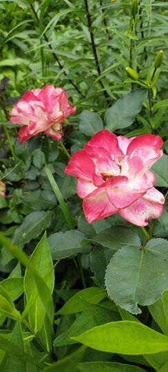 Участок 6 сот. (СНТ, ДНП)