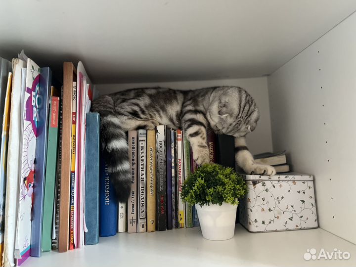 Вязка Скотиш-фолд