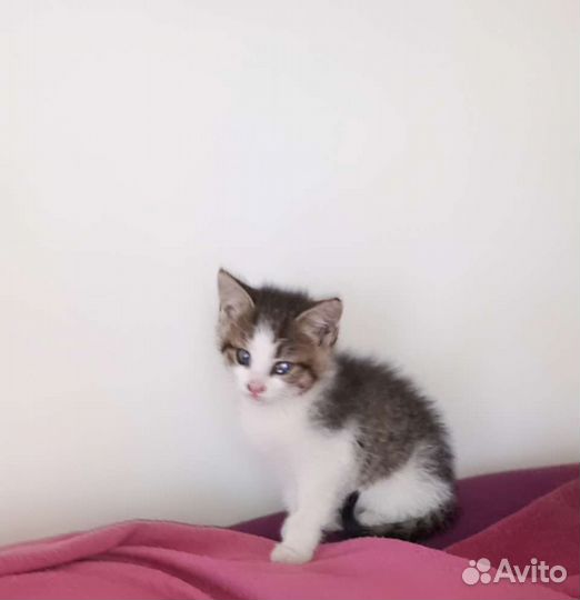 Котята в добрые руки приучены к лотку