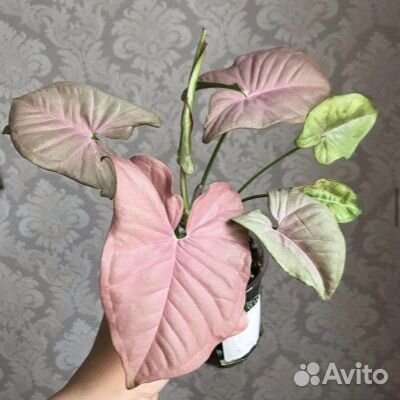 Комнатные цветы