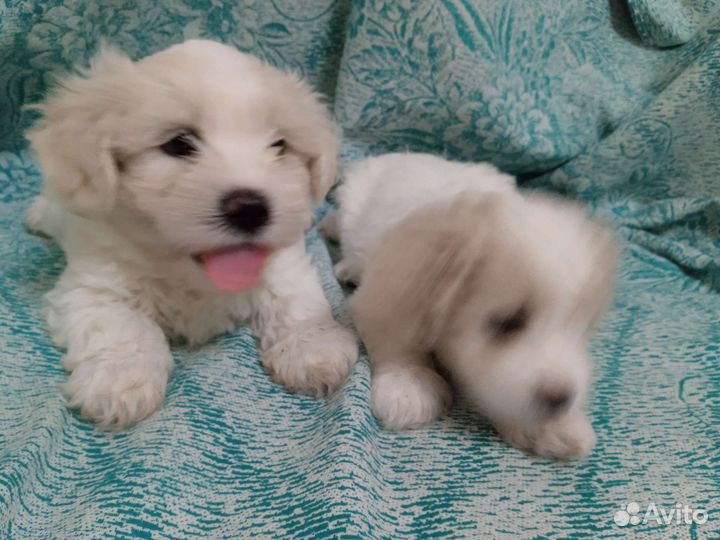 Щенки болонки, мальчик и девочка