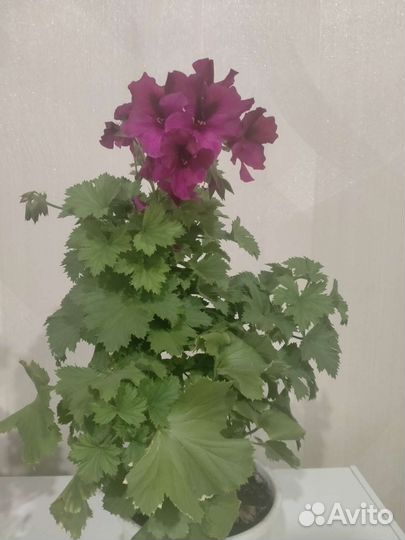 Пеларгония герань