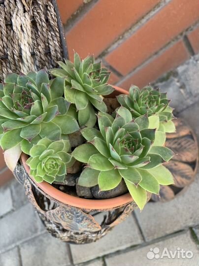 Каменная роза (молодило)