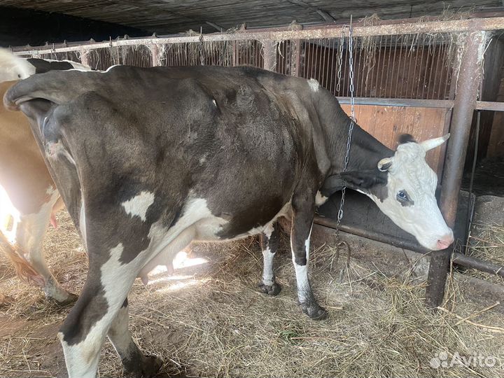 Коровы дойные