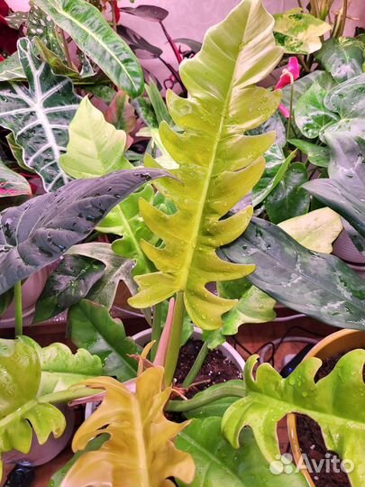 Специализированный грунт для ароидных