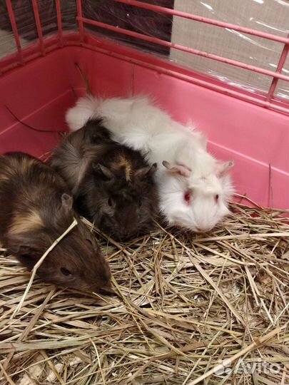 Морская свинка остался мальчик розетки