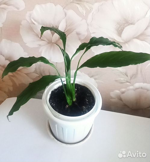 Комнатные растения