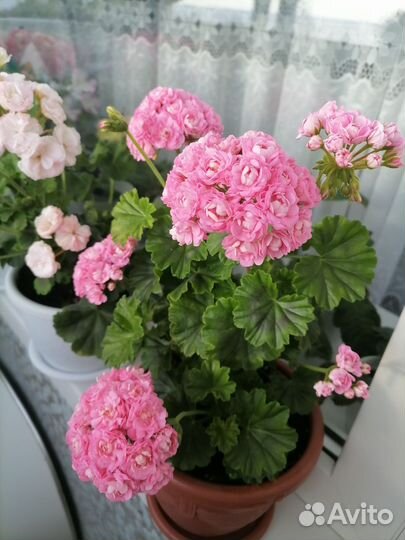 Пеларгония герань сортовая